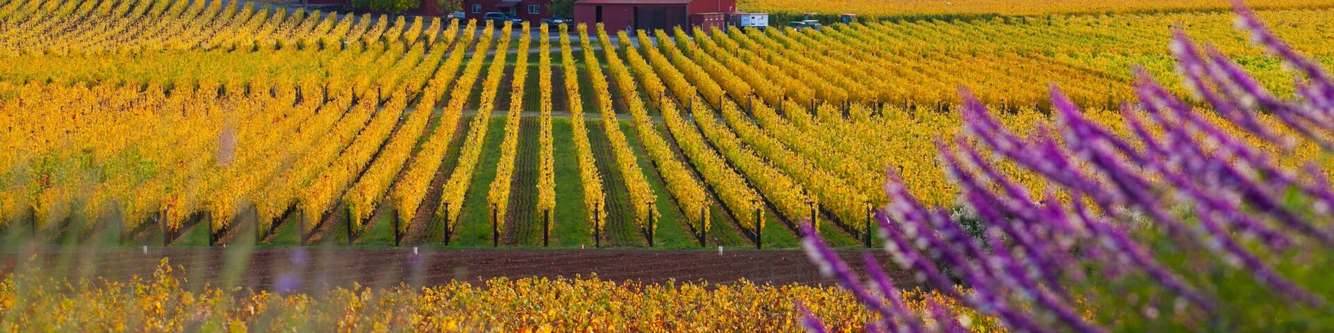 A vineyard with rows of grapevines, a red barn, and a forested hill in the background.