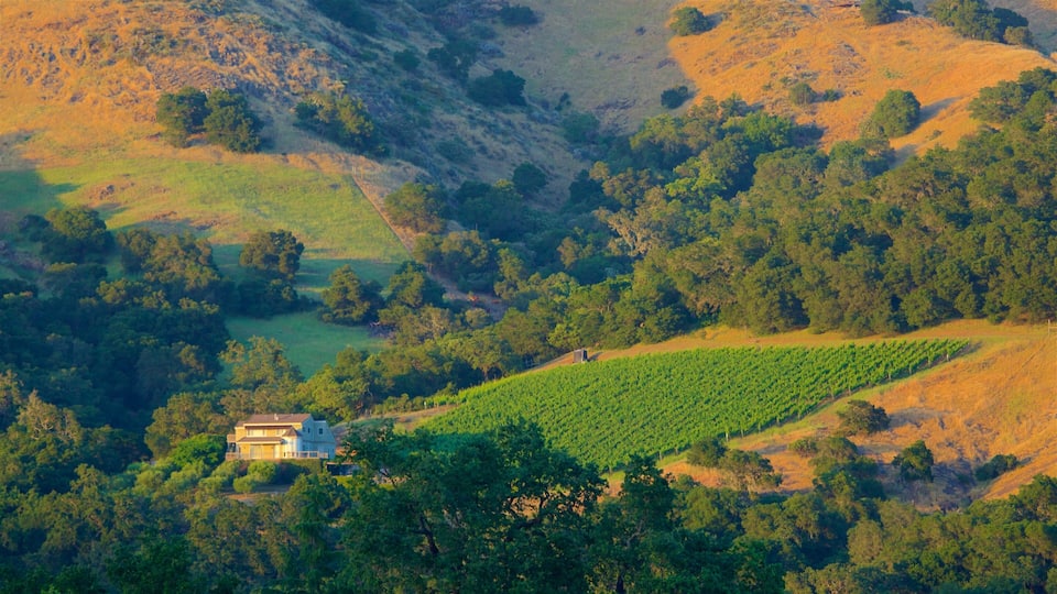 A vineyard with rows of grapevines, a house, and surrounding hills with trees.