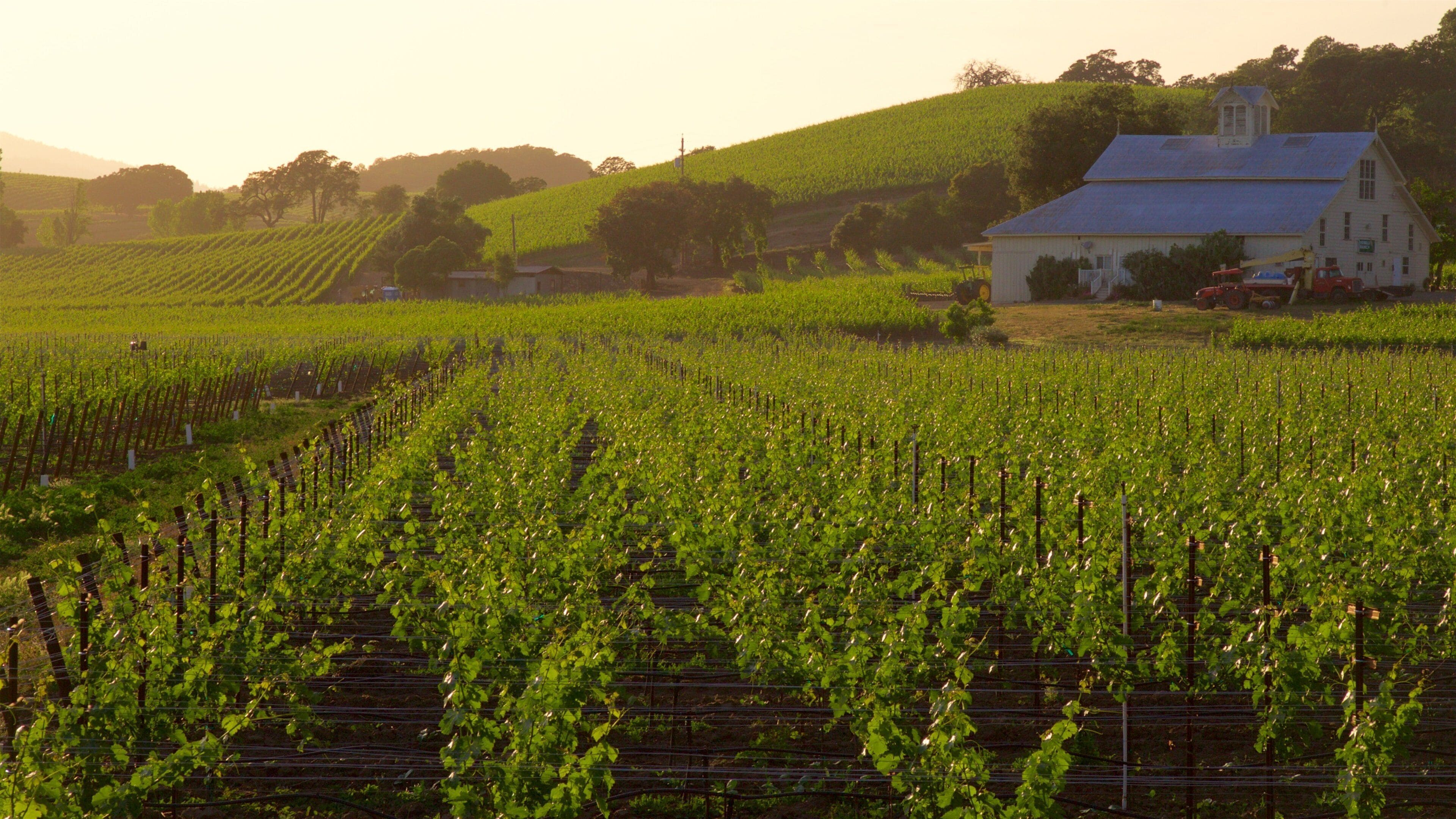 A vineyard with rows of grapevines, a white barn, and rolling hills in the background.