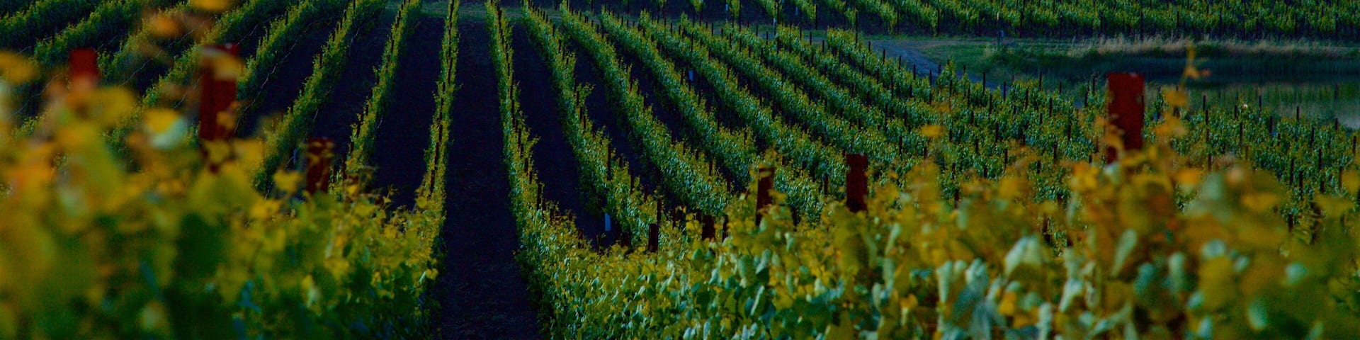 Napa montrant ferme, coucher de soleil et scĂšnes tranquilles