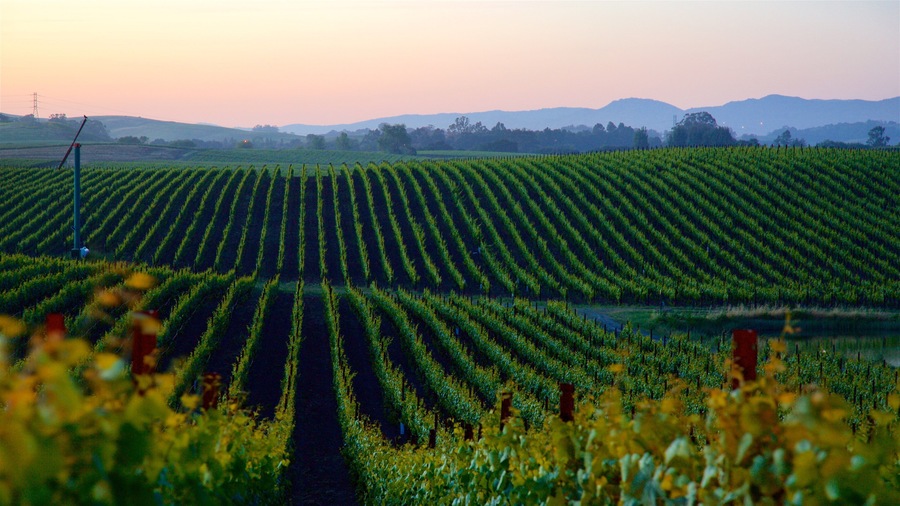 Napa que inclui um pôr do sol, cenas tranquilas e fazenda