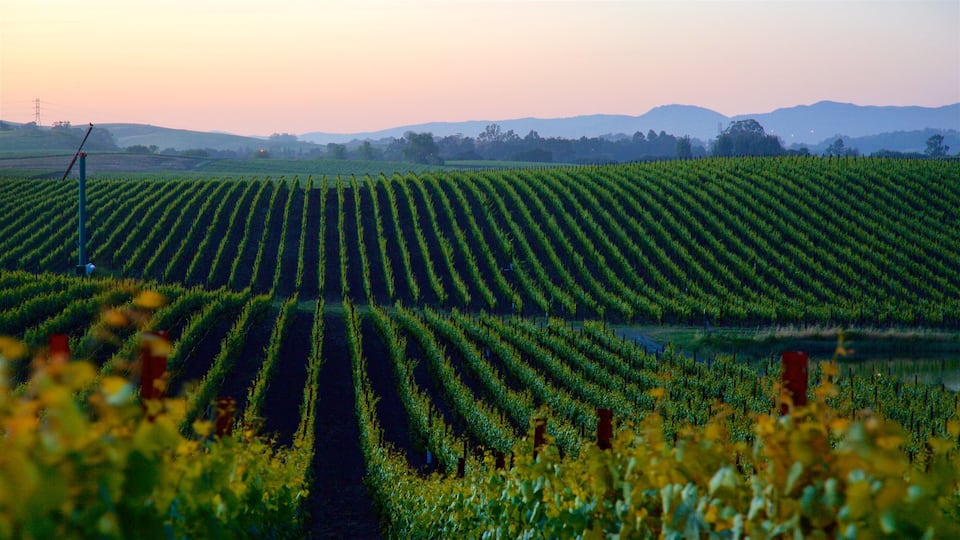 A vineyard with rows of grapevines.