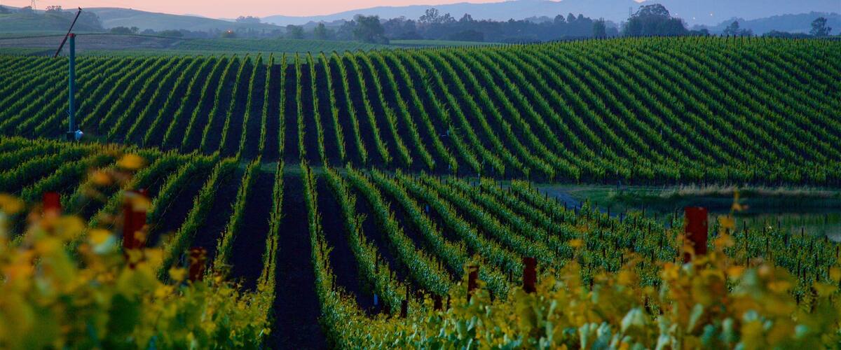 Napa which includes farmland, tranquil scenes and a sunset