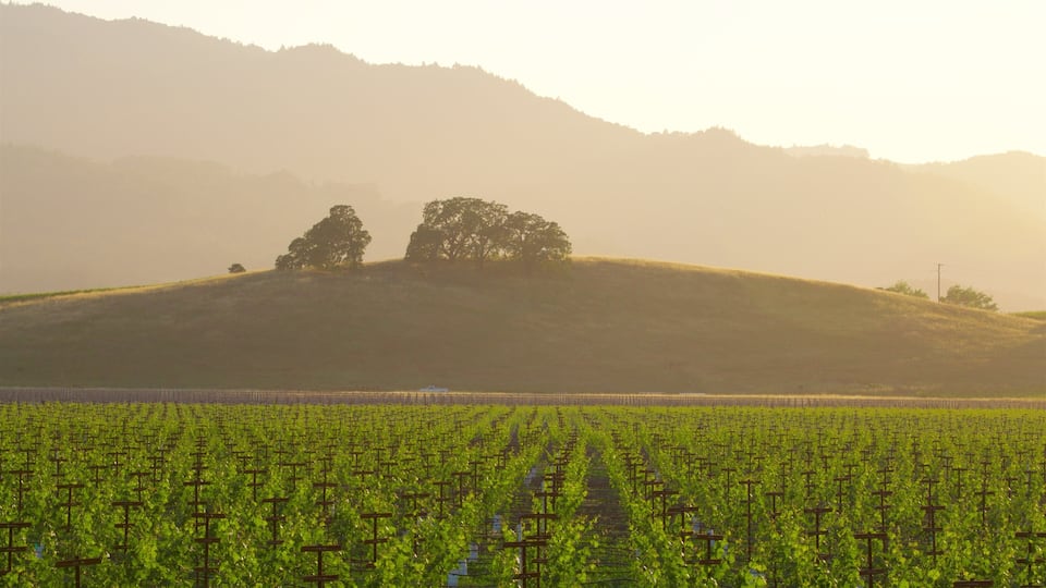 A vineyard with rows of grapevines and a hill with trees in the background.