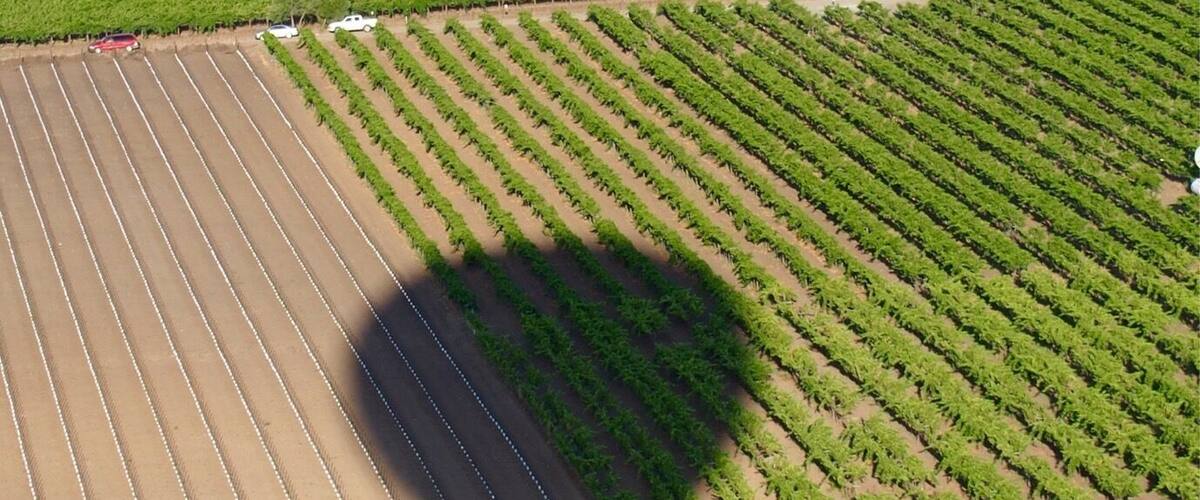 Hot Air Ballooning in Napa Valley. There's no better way to see the magnitude of the vineyard beauty. #EndlessSummer