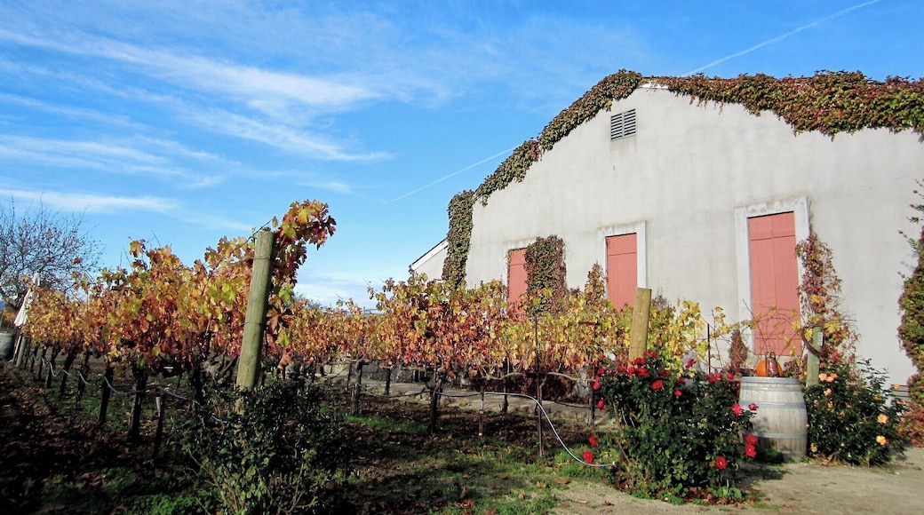 This is a very peaceful, friendly, small winery with such good wine.
Be sure to make an appointment and plan on spending at least 1.5-2 hours sitting out back and relaxing while tasting some pretty extraordinary wines.