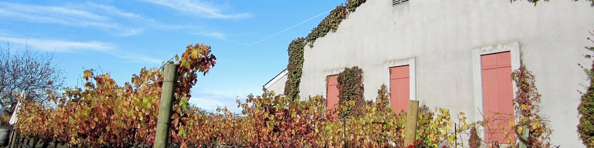 This is a very peaceful, friendly, small winery with such good wine.
Be sure to make an appointment and plan on spending at least 1.5-2 hours sitting out back and relaxing while tasting some pretty extraordinary wines.