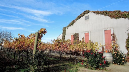 This is a very peaceful, friendly, small winery with such good wine.
Be sure to make an appointment and plan on spending at least 1.5-2 hours sitting out back and relaxing while tasting some pretty extraordinary wines.