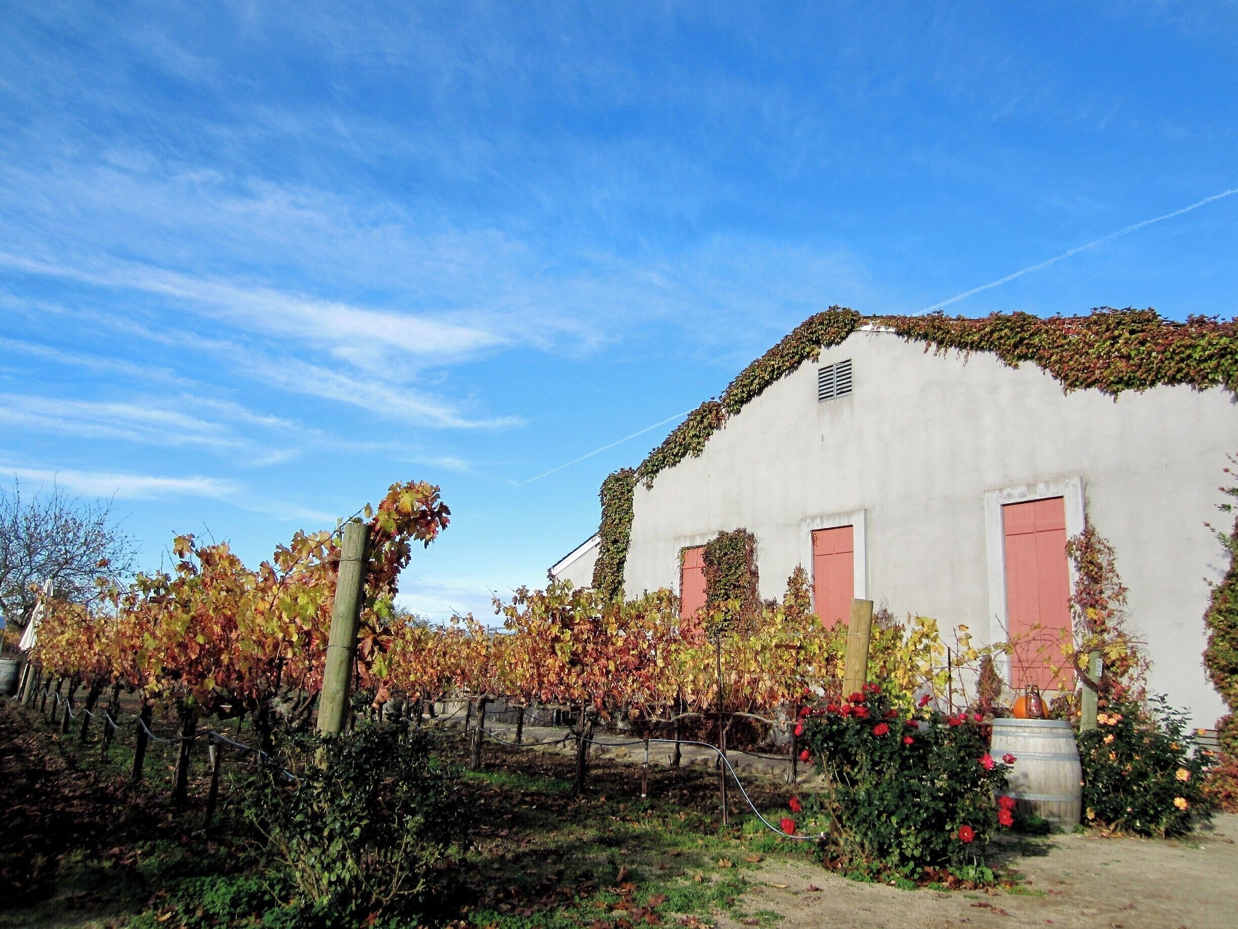 A vineyard with grapevines and a white building with red doors.