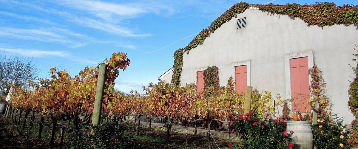 A vineyard with grapevines and a white building with red doors.