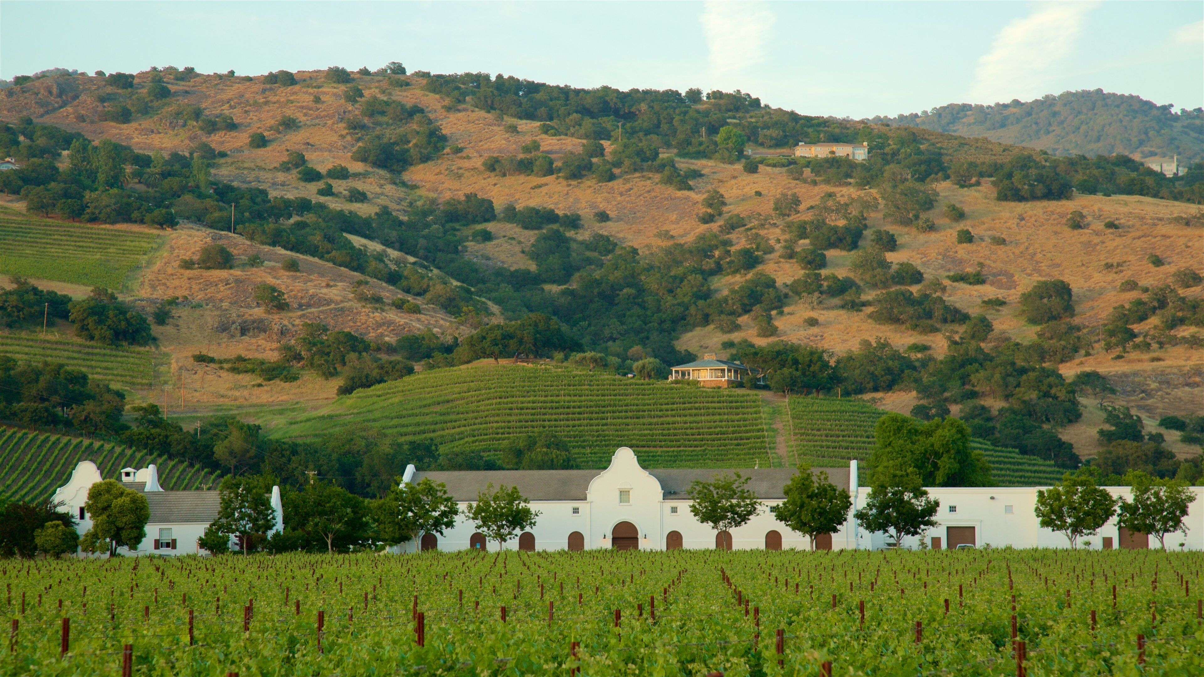 A vineyard with rows of grapevines, a white building with arched windows, and rolling hills in the background.