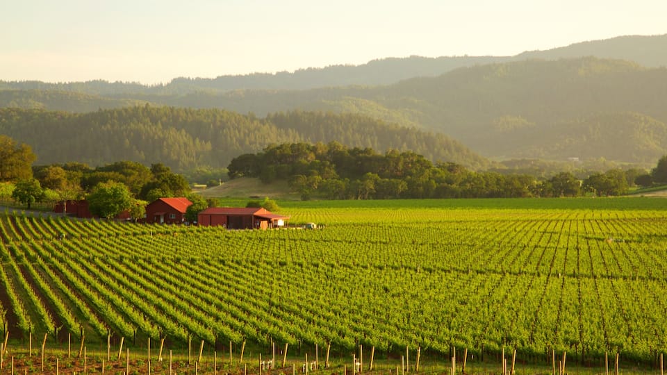 A vineyard with rows of grapevines, a red barn, and rolling hills in the background.