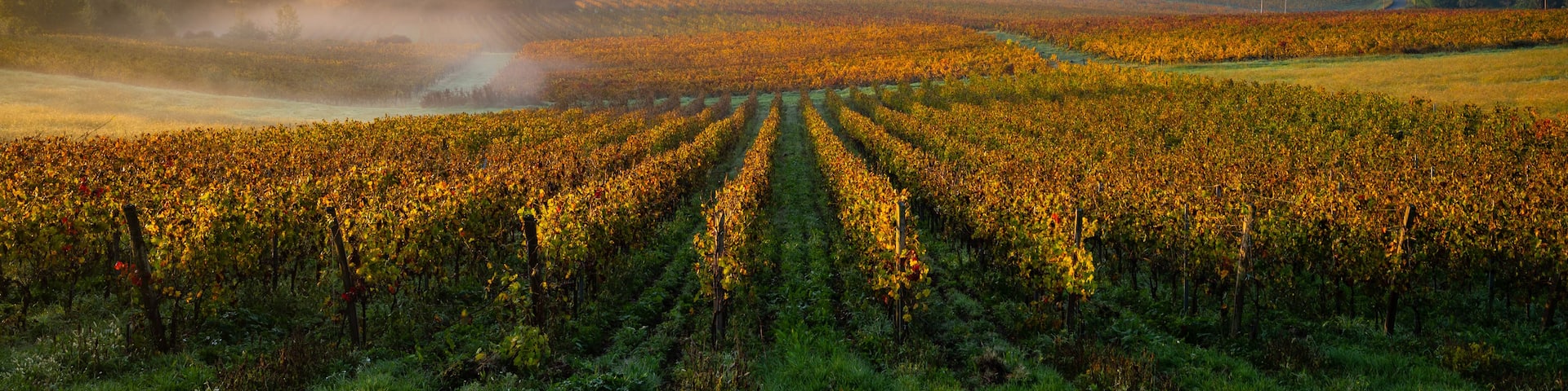 A vineyard with rows of grapevines, mist over the hills, and a distant building.