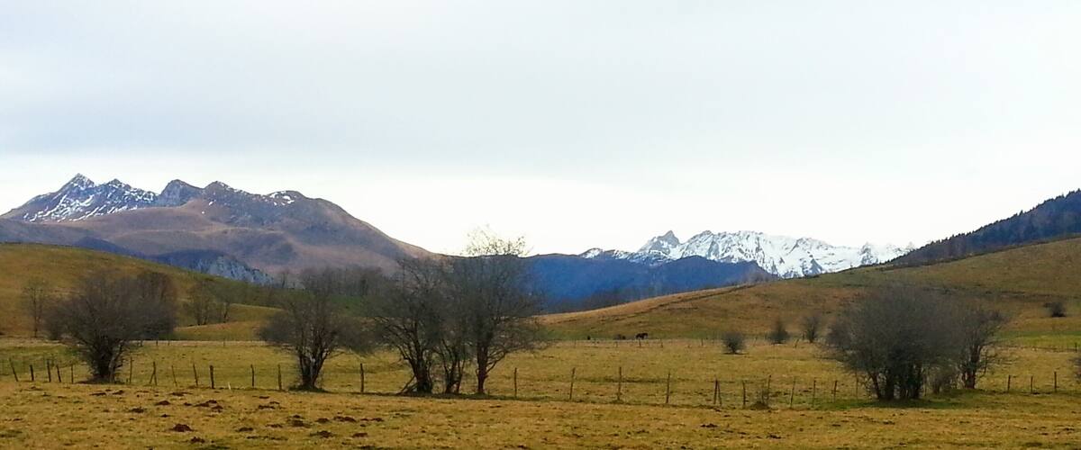 A grassy field with sparse trees and distant snow-capped mountains.