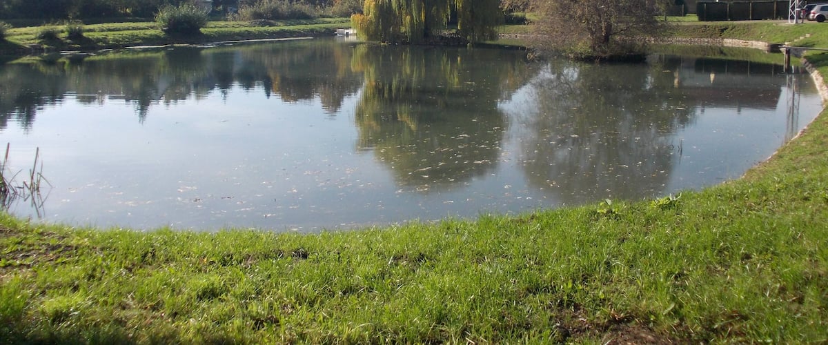 A calm pond with reflections, surrounded by grass and trees, and houses in the background.