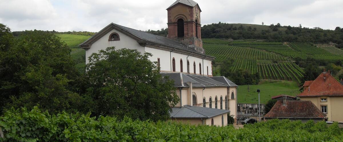 A church with a bell tower surrounded by vineyards.