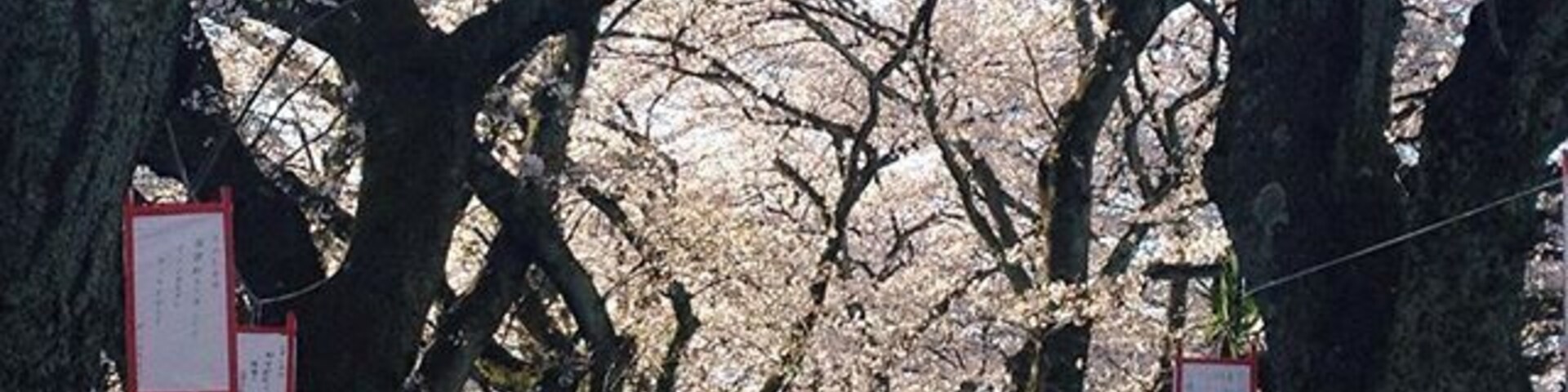 Un sendero bordeado de cerezos y señales.