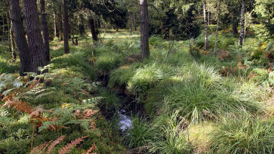 A forest with a small stream, dense ferns, and tall trees.