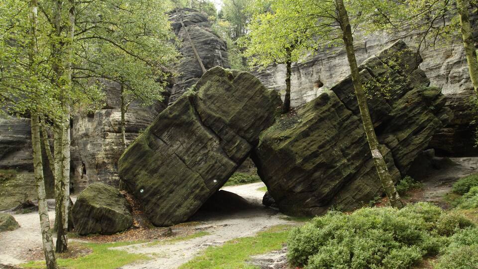 A forest with large rocks and a narrow path.