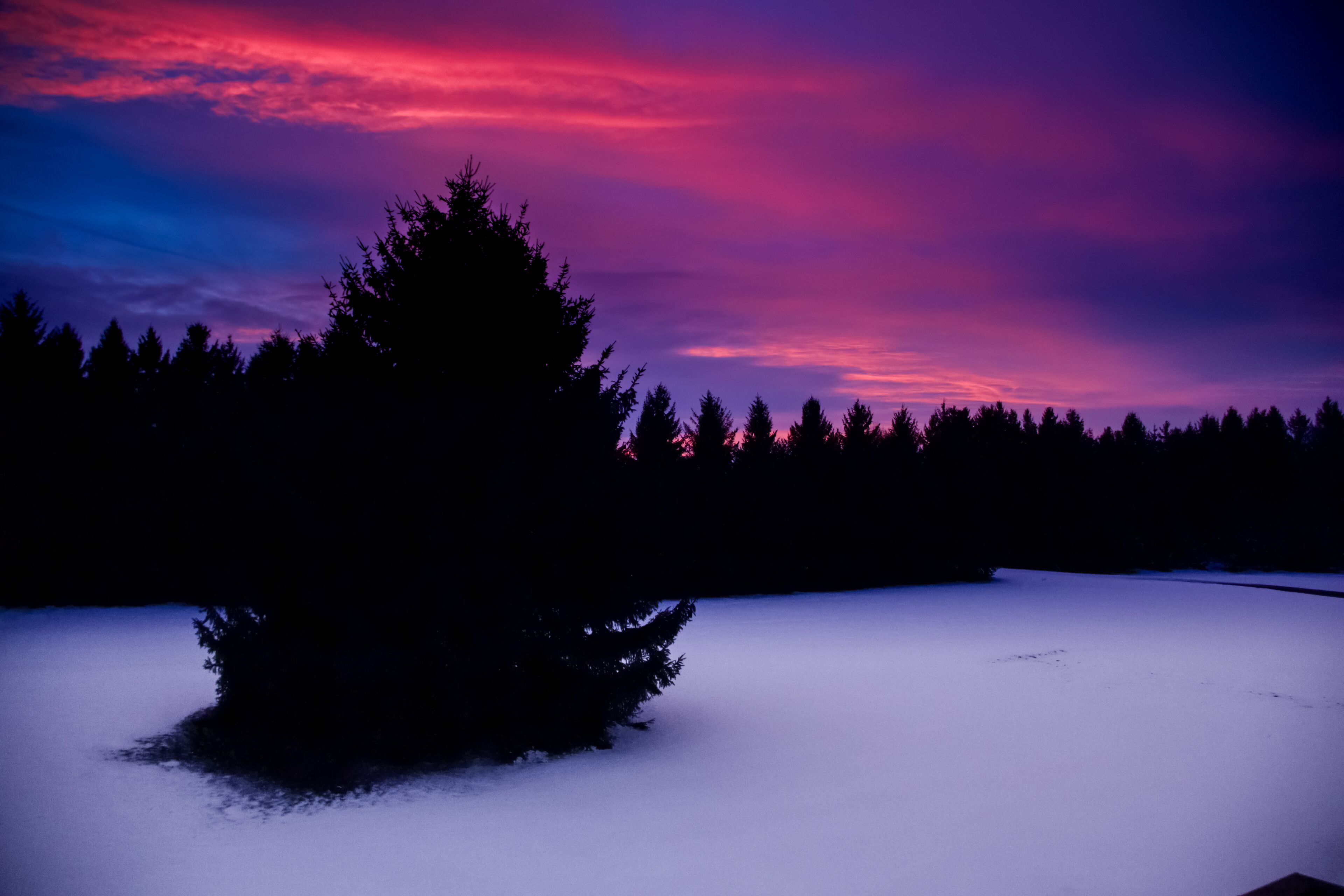 January 2021: Dramatic pink and purple sunset in the winter in London-Middlesex, Ontario, Canada, featuring a large spruce tree and silhouetted treeline.