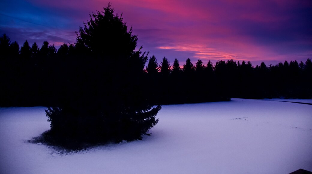 January 2021: Dramatic pink and purple sunset in the winter in London-Middlesex, Ontario, Canada, featuring a large spruce tree and silhouetted treeline.