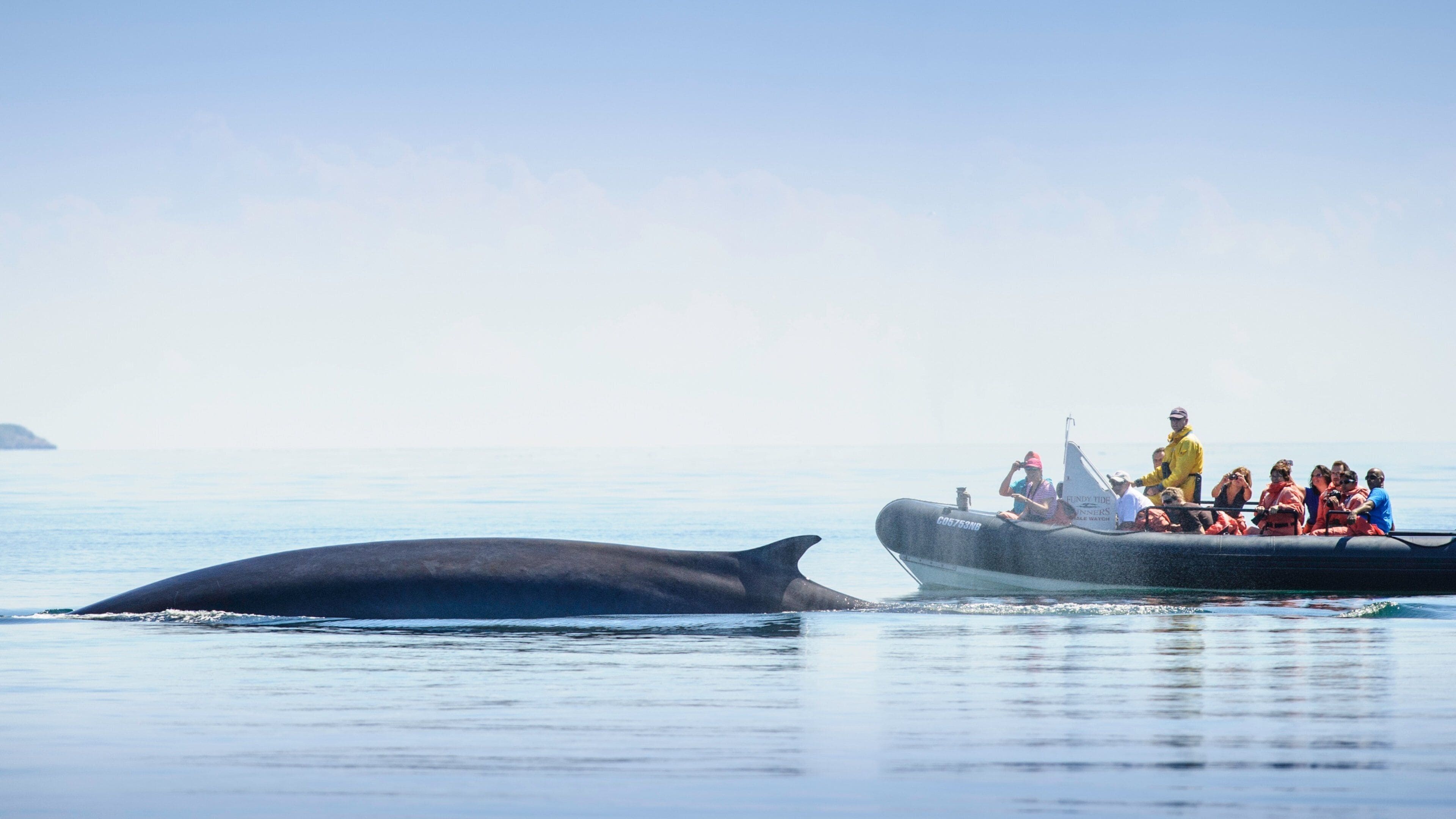 St. Andrews featuring boating and marine life as well as a small group of people