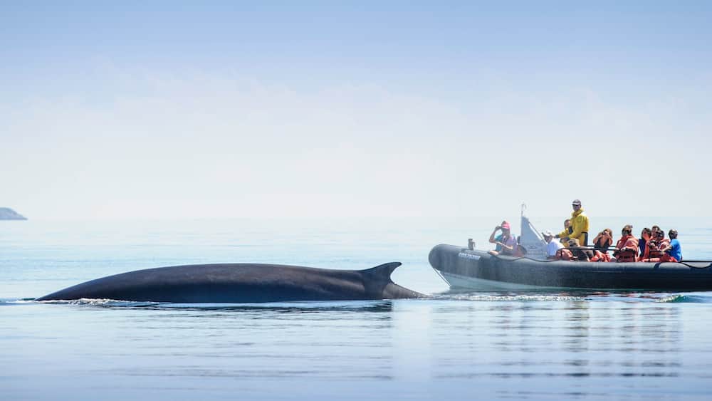 St. Andrews featuring boating and marine life as well as a small group of people