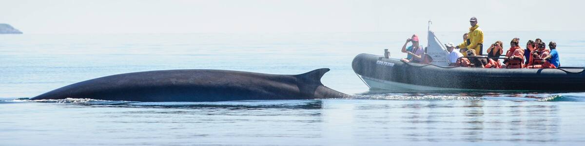 St. Andrews featuring boating and marine life as well as a small group of people