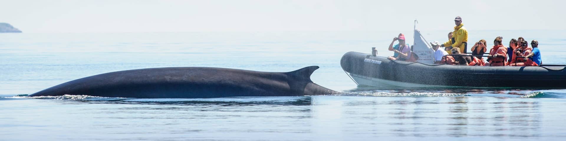 St. Andrews featuring boating and marine life as well as a small group of people
