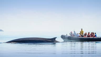 St. Andrews featuring boating and marine life as well as a small group of people