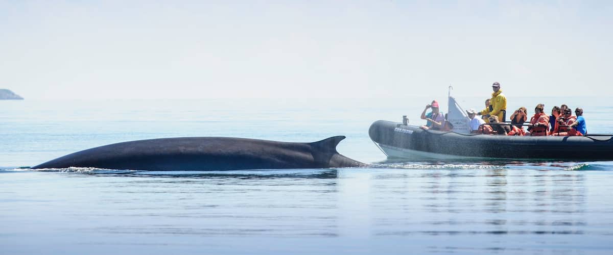 St. Andrews featuring boating and marine life as well as a small group of people