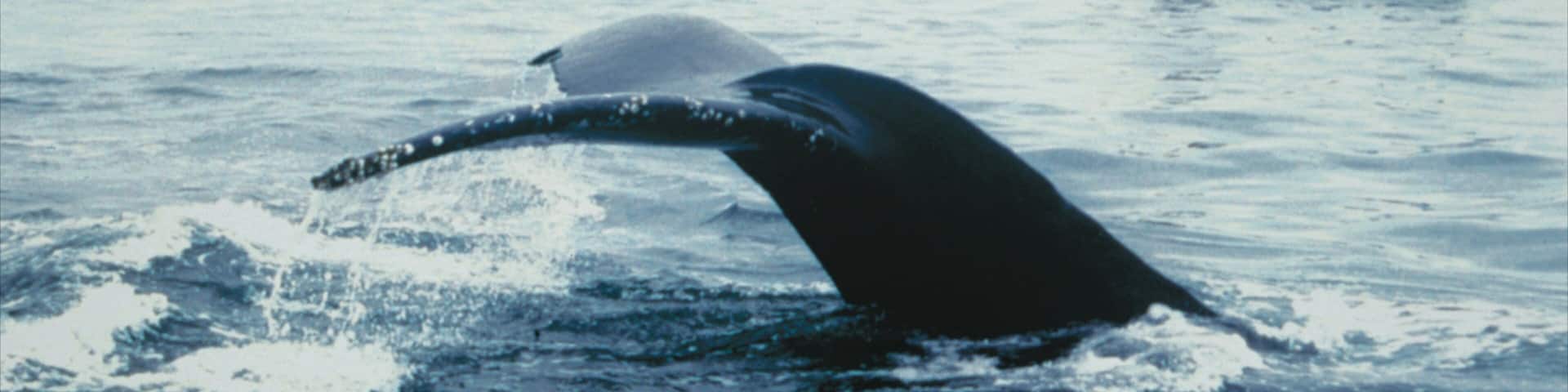 St. Andrews welches beinhaltet Bootfahren und Meeresbewohner