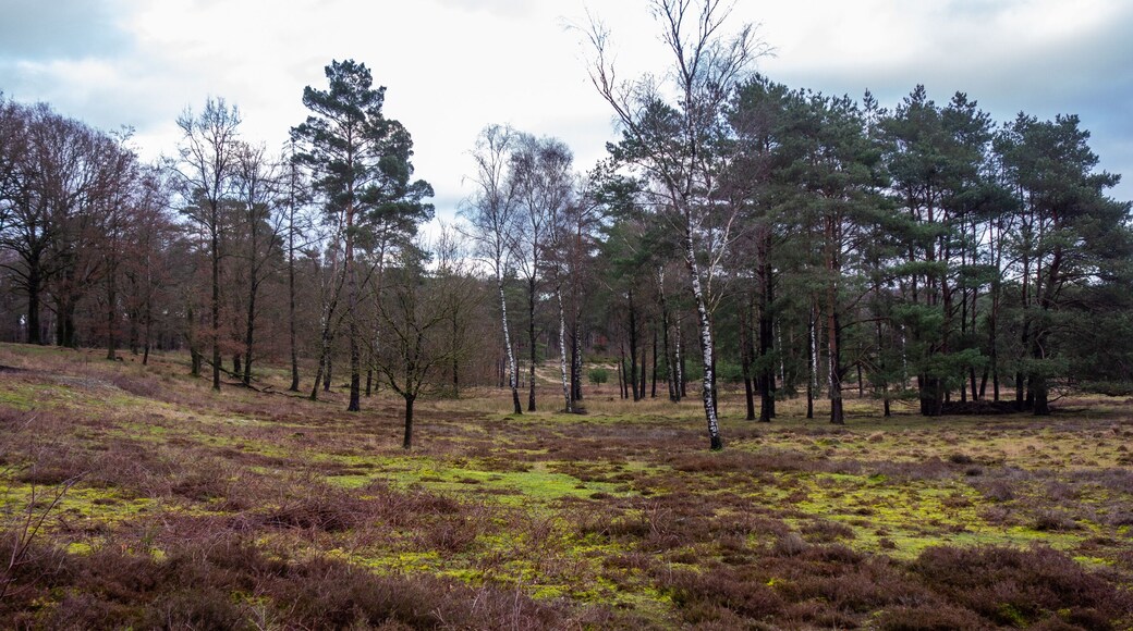 View on a moor with a group of birch trees near Soesterberg, Netherlands