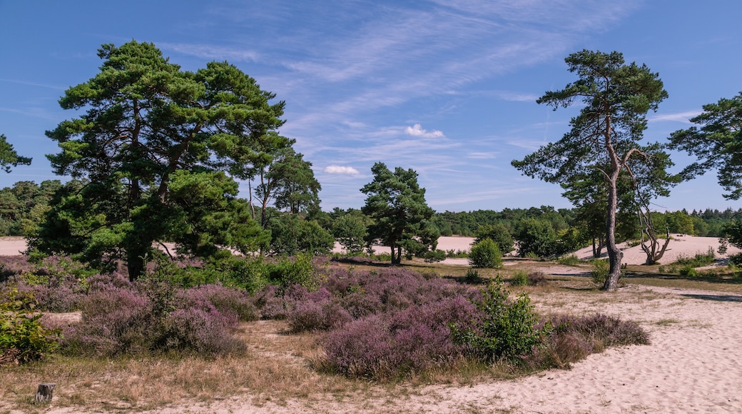 Blooming heather in the Soesterduinen nature reserve, which was formed by advancing land ice in the penultimate ice age.
