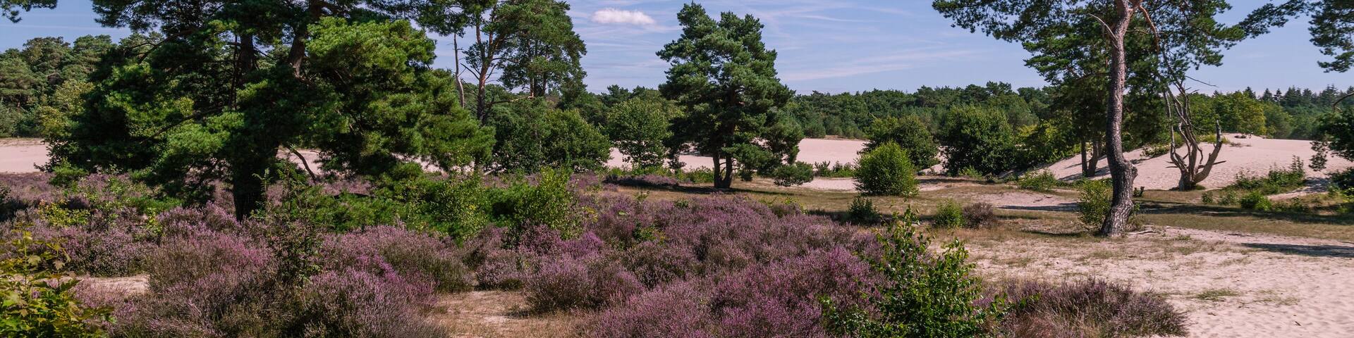 Blooming heather in the Soesterduinen nature reserve, which was formed by advancing land ice in the penultimate ice age.