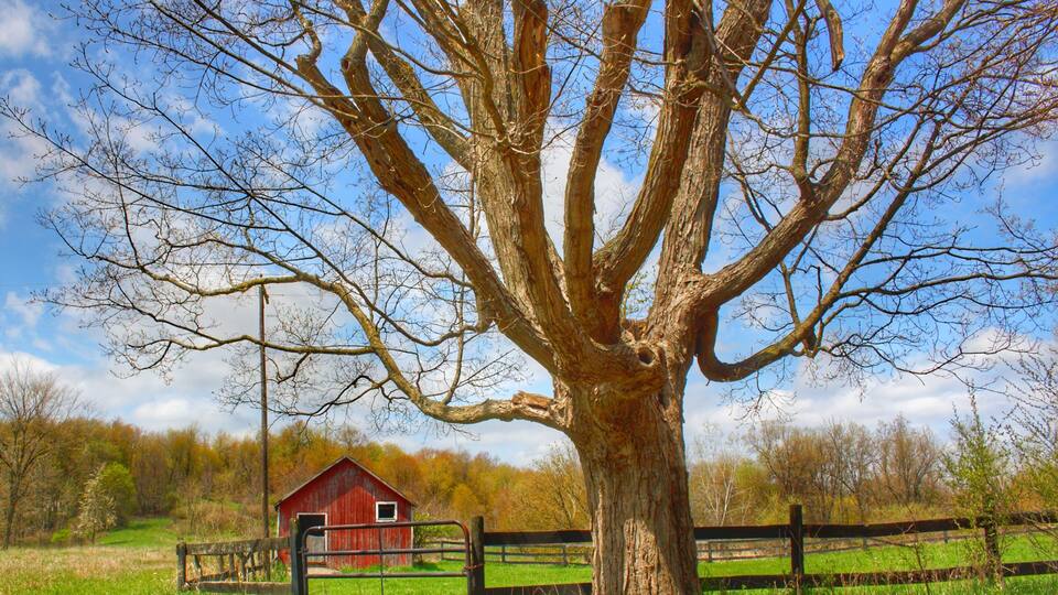 A large tree with a barn in the background.