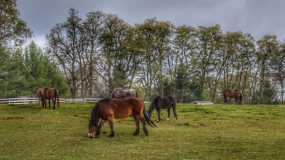 1035 - Delano Ponies (1035-ANI-110519-1040A)
