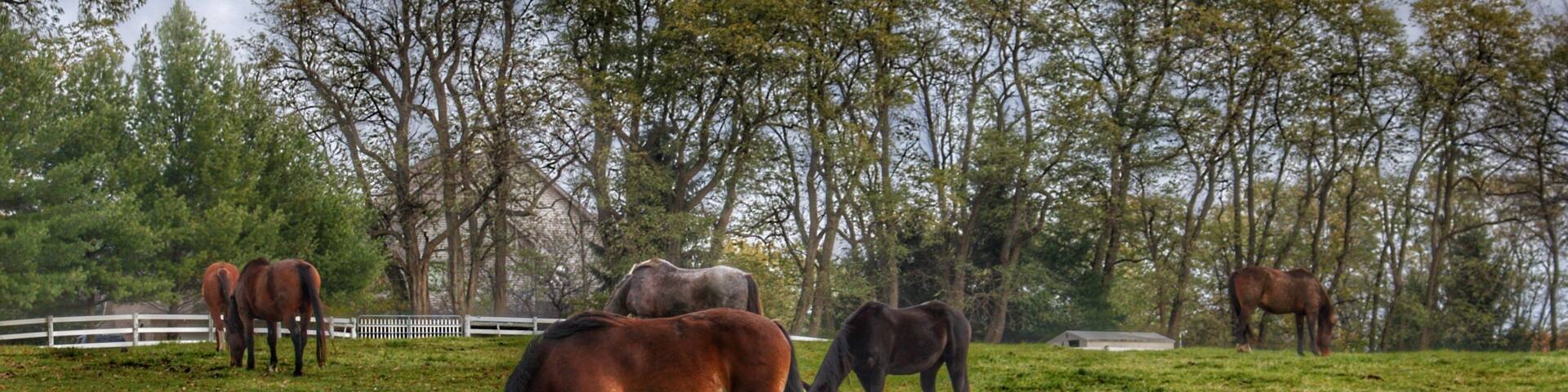 1035 - Delano Ponies (1035-ANI-110519-1040A)