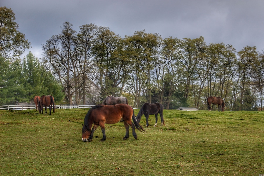 1035 - Delano Ponies (1035-ANI-110519-1040A)