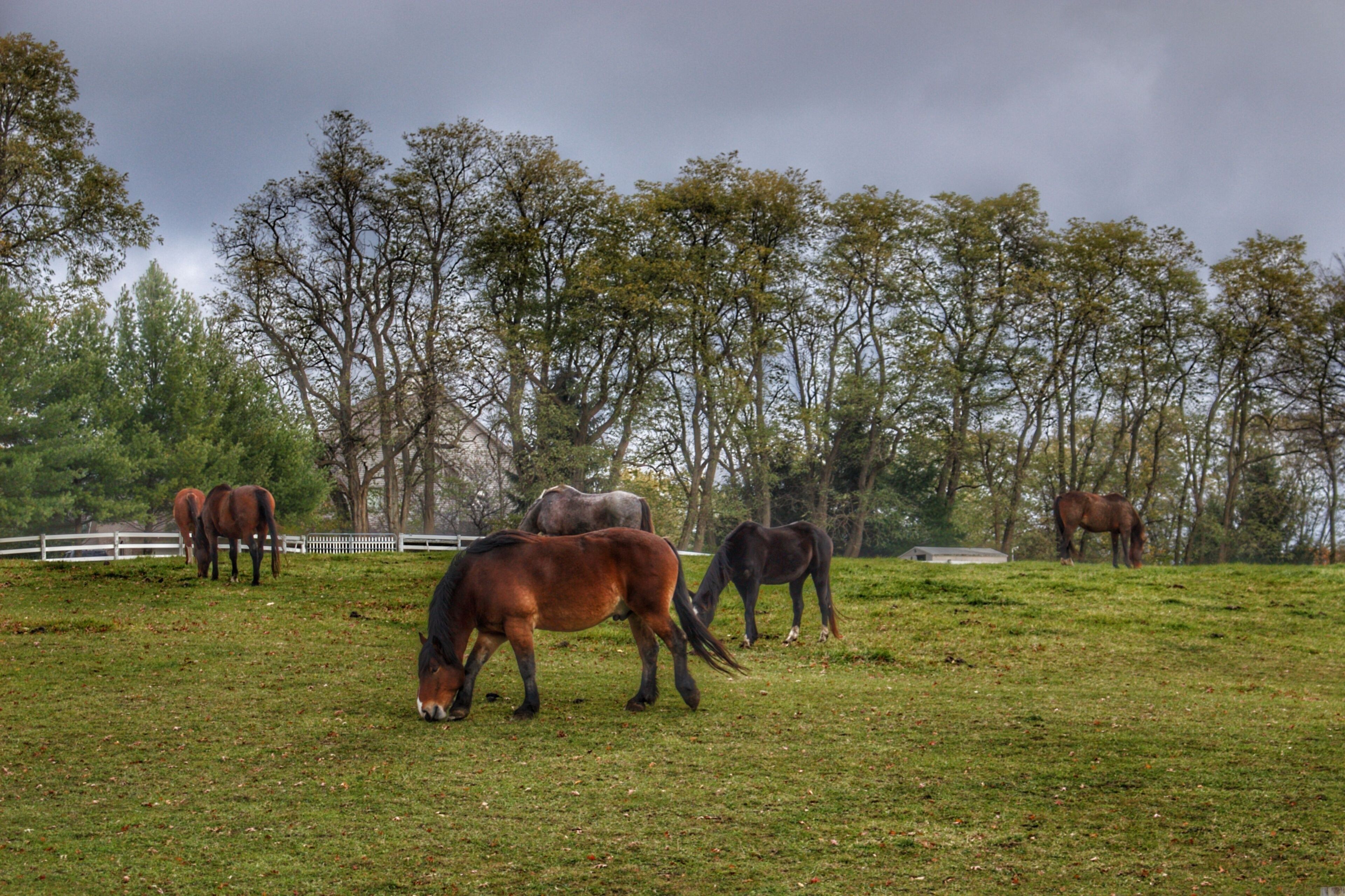 A grassy field with several horses grazing.