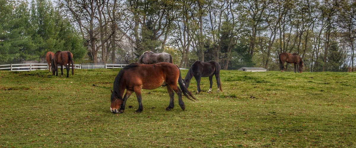 A grassy field with several horses grazing.