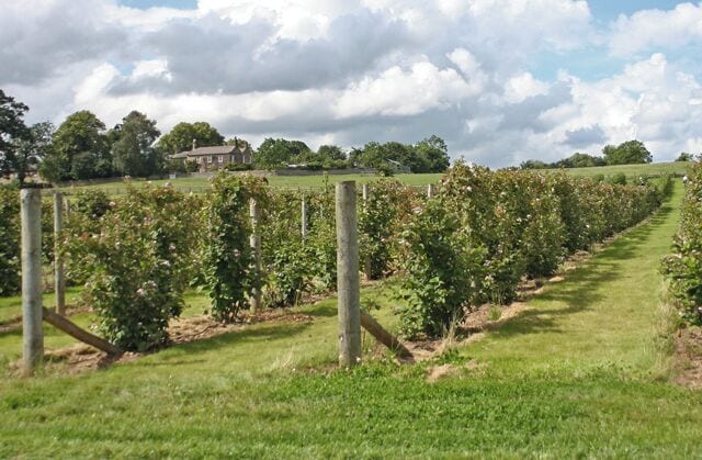 Pick your own Rows of fruit bushes at Brocks Bushes 'Pick Your Own'
