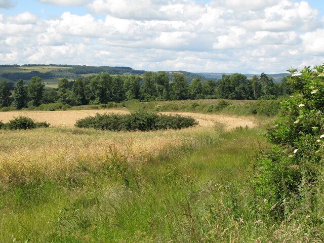 A grassy field with scattered bushes and trees in the distance.
