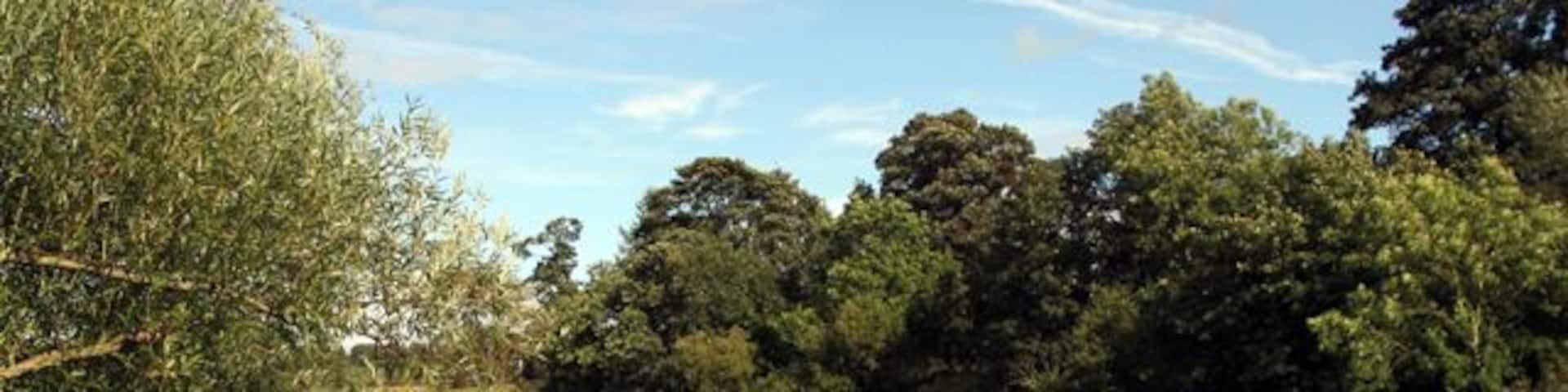 A river flowing through a wooded area with dense trees and greenery on both sides.