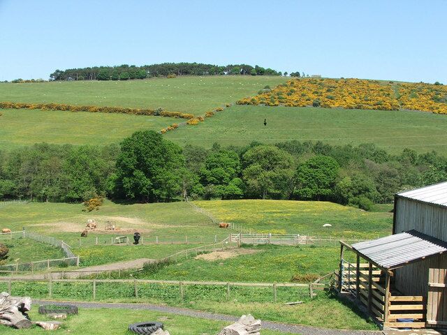 A rural landscape with a fenced field, a wooden structure, and a hill with yellow flowers.