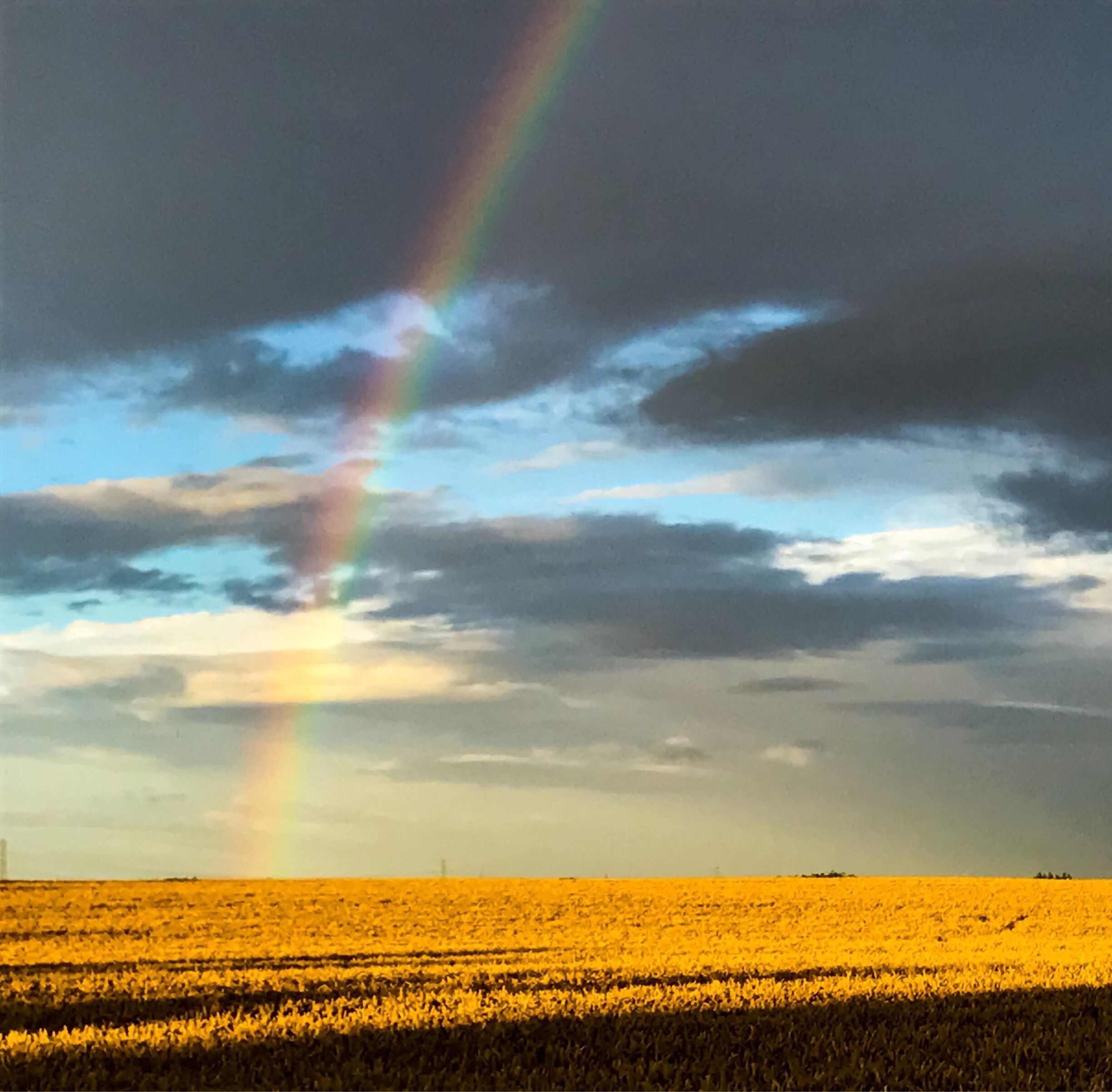 Northumberland cornfield and rainbow. 
