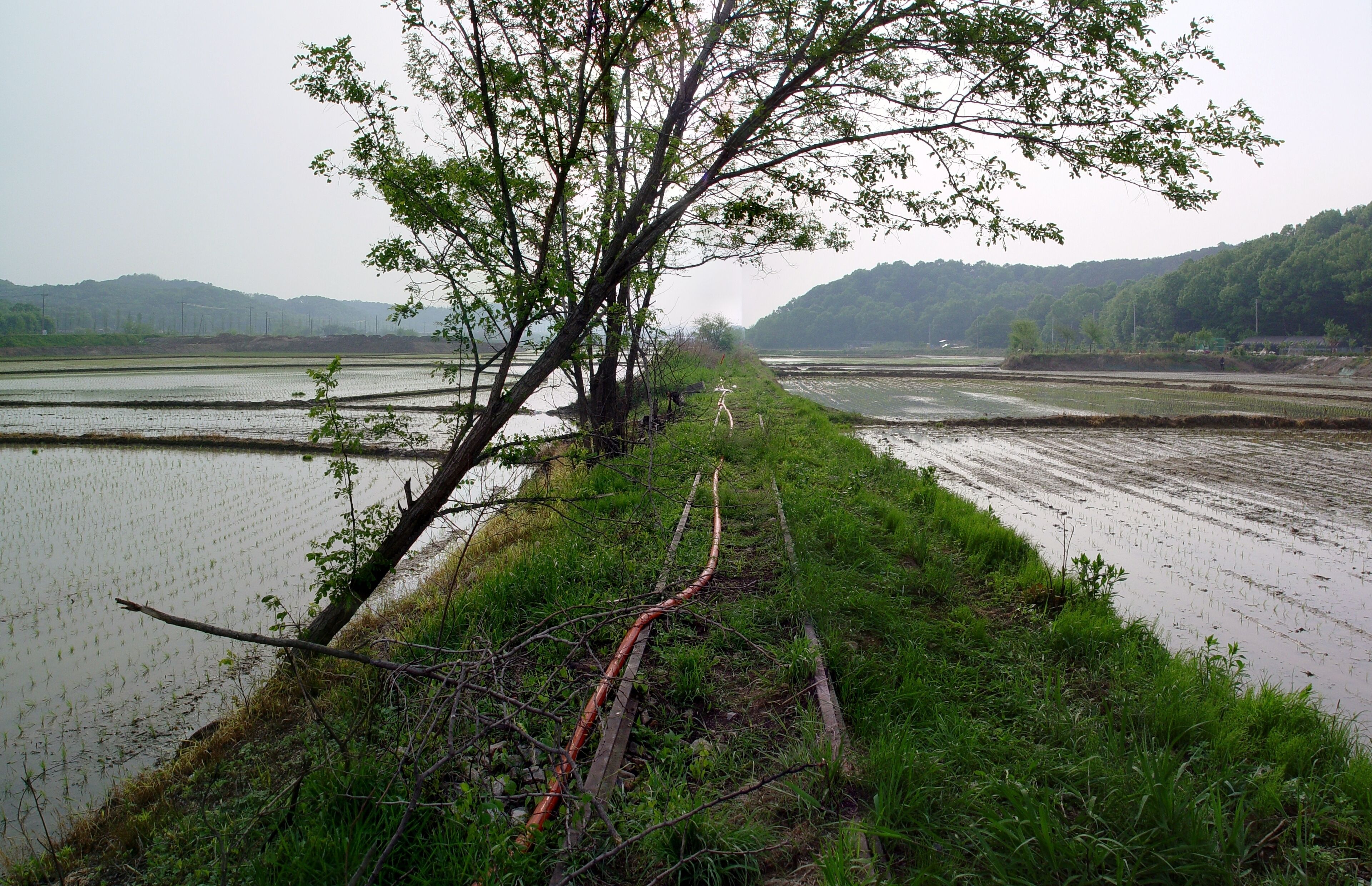 The Suin Line passing between rice fields in Yacheon-ri, Hwaseong