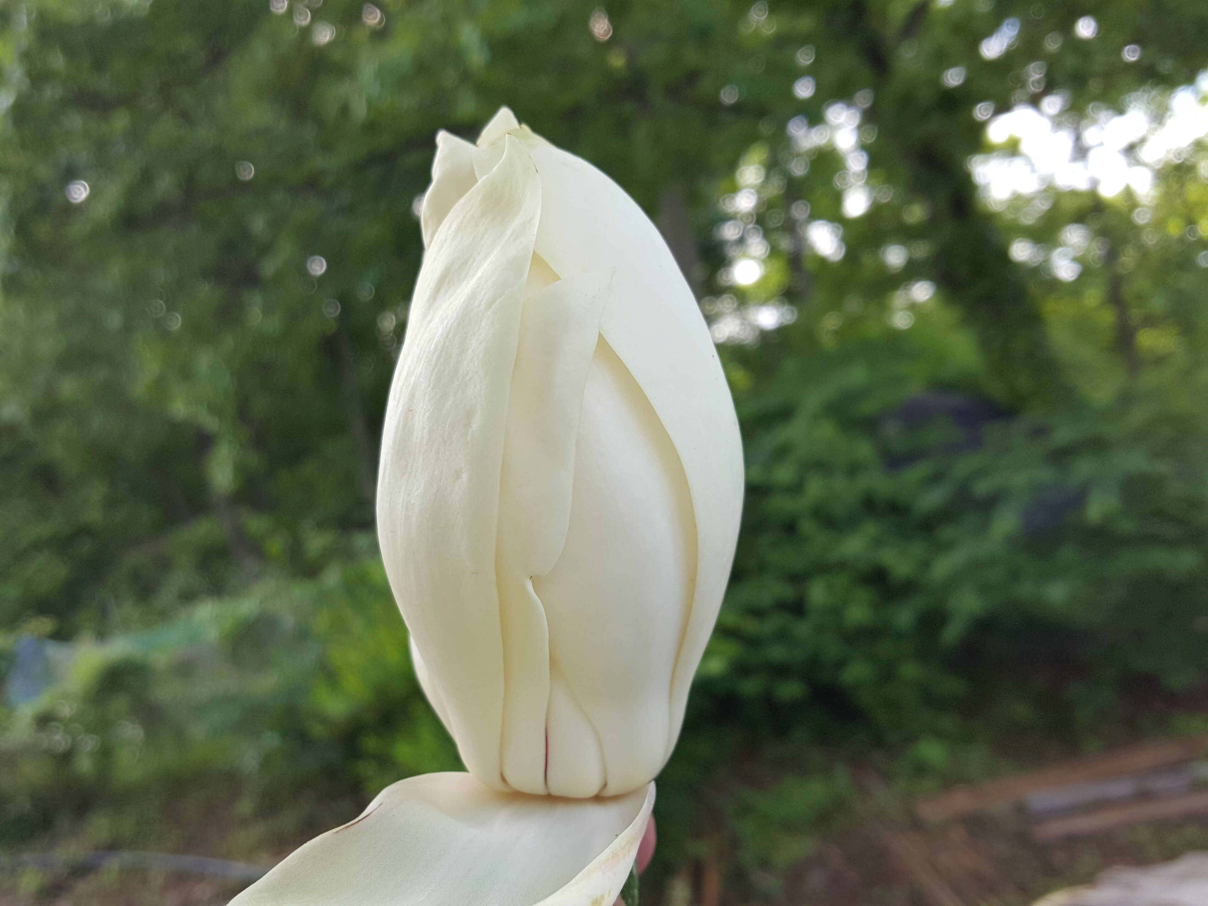 Mountain Magnolia from wood near farm