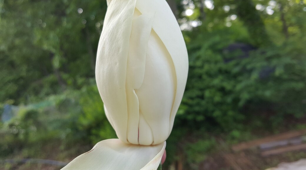 Mountain Magnolia from wood near farm