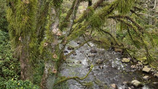 Epiphites of native orchids and ferns festoon the branches of a tree overhanging the Patea River, Stratford, Taranaki, New Zealand.